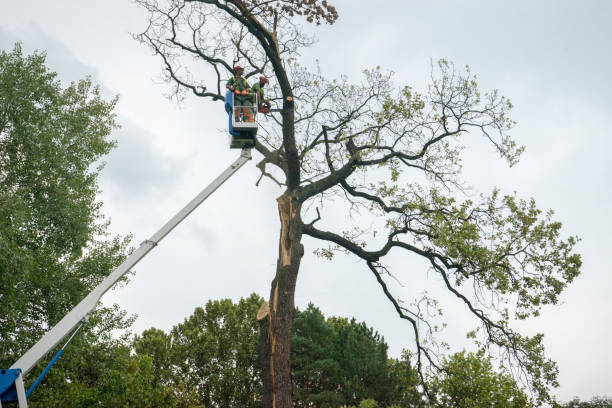 How Our Tree Care Process Works  in  Hartford, WI